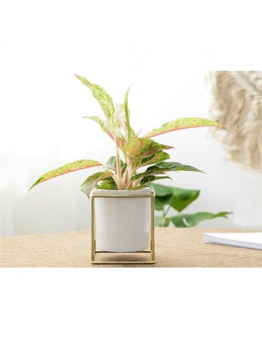 CUBREMACETA CERAMICA EN SOP. METAL DORADO