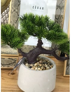 PLANTA TELA CEMENTO 30X12X23 BONSAI 2