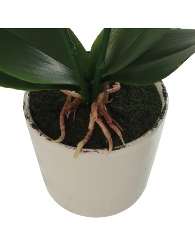 Orquídea Pu En Maceta Terracota 42cm