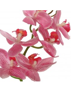 Orquídea Pu En Maceta Terracota 42cm 2
