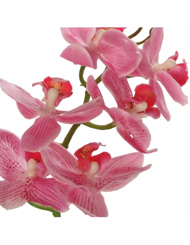 Orquídea Pu En Maceta Terracota 42cm