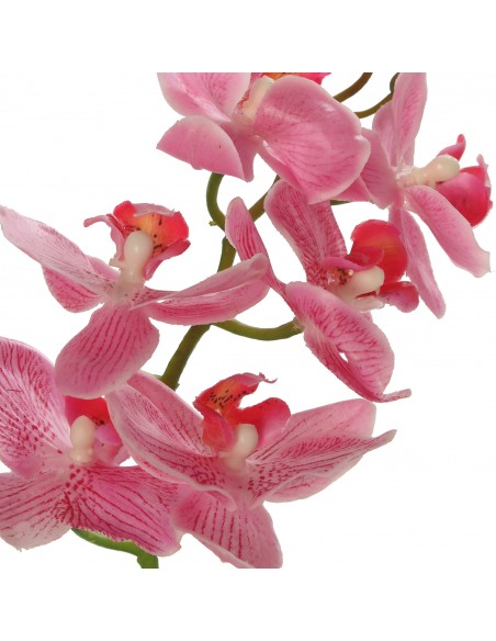Orquídea Pu En Maceta Terracota 42cm