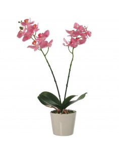 Orquídea Pu En Maceta Terracota 42cm