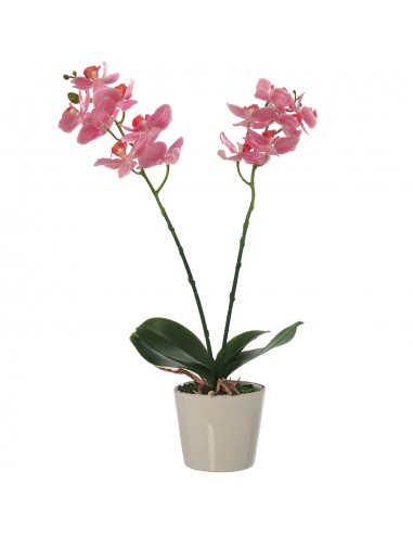 Orquídea Pu En Maceta Terracota 42cm