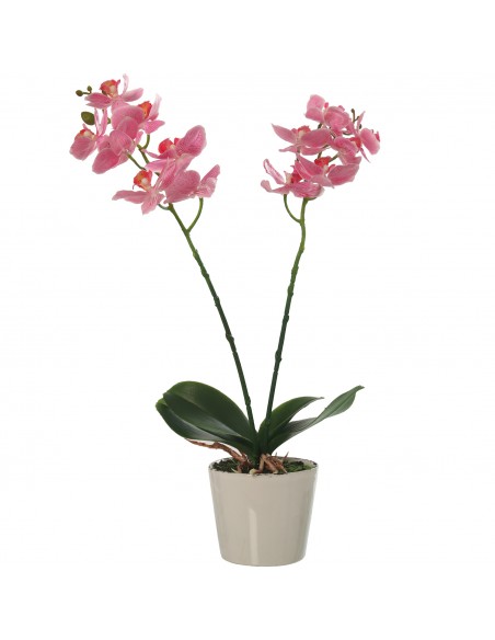 Orquídea Pu En Maceta Terracota 42cm