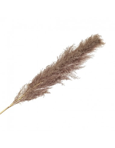 PLUMERO CASTAÑO NATURAL