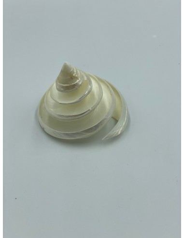 Figura cono nacar