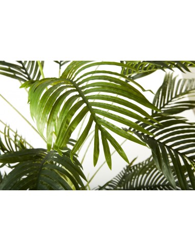 Planta kentia 180cm