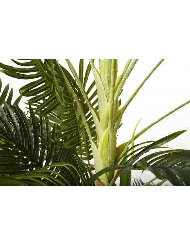 Planta kentia 180cm