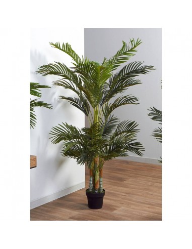 Planta kentia 180cm