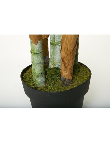 Planta kentia 180cm